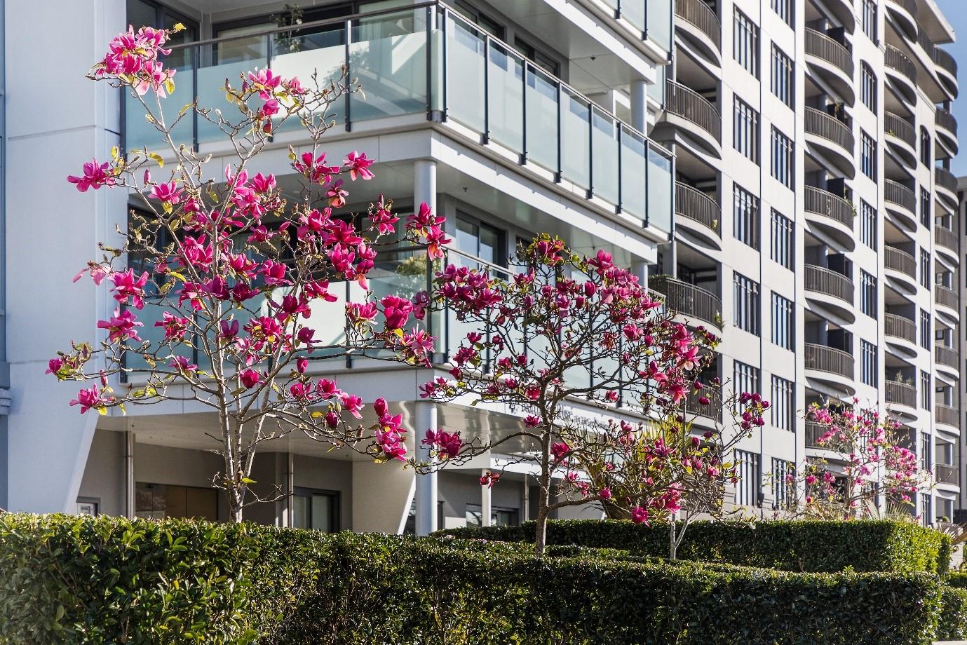 Magnolia Trees at full bloom outside apartment complex